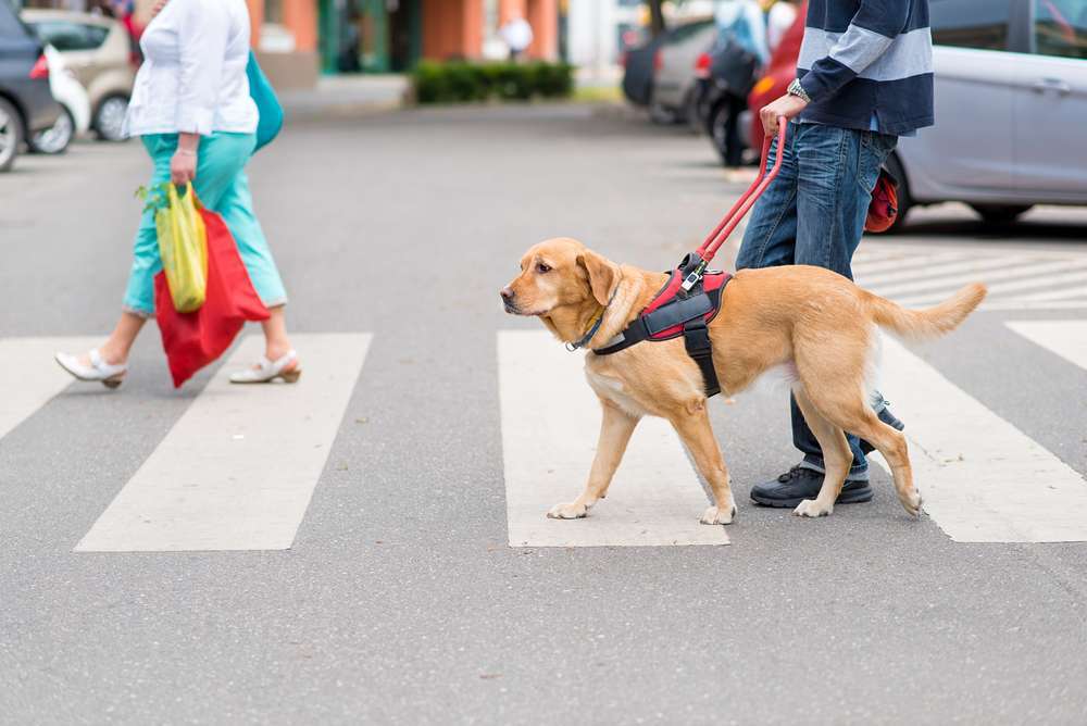 Blog-Alles über Blindenführhunde: Unsere vierbeinigen Helden-Bild