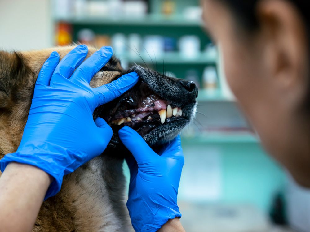 Zahnkontrolle Hund bei Tier&auml;rztin