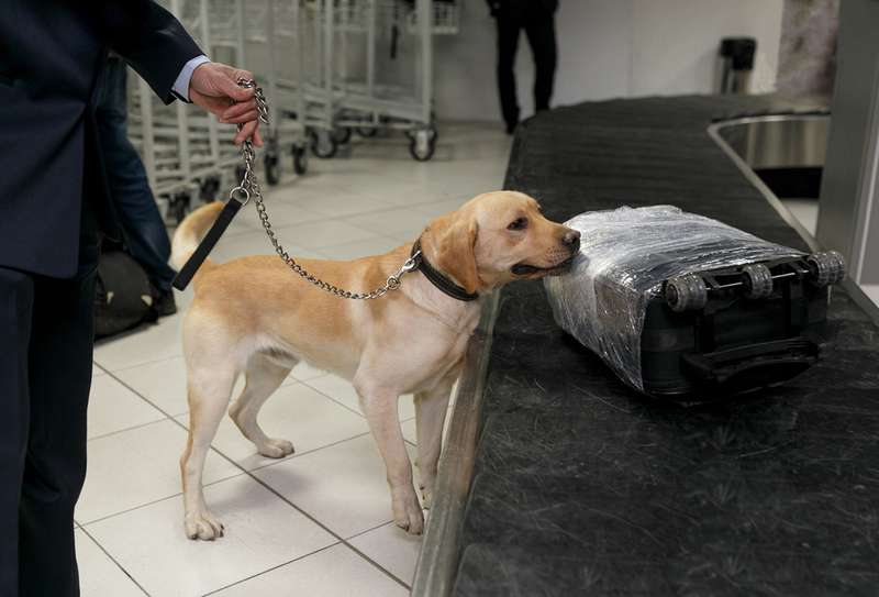 Drogensp&uuml;rhund Labrador bei der Arbeit