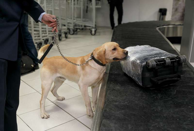 Drogenspürhund Labrador bei der Arbeit