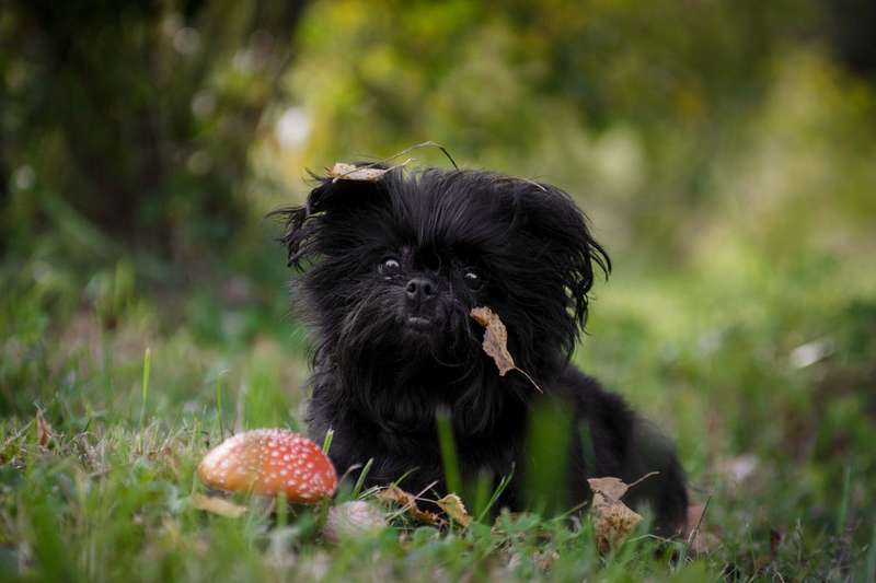 AFFENPINSCHER
