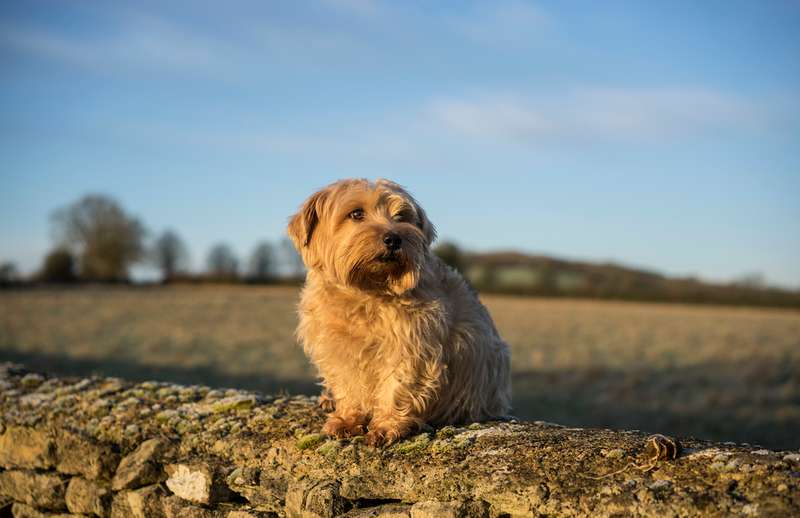 Norfolk Terrier