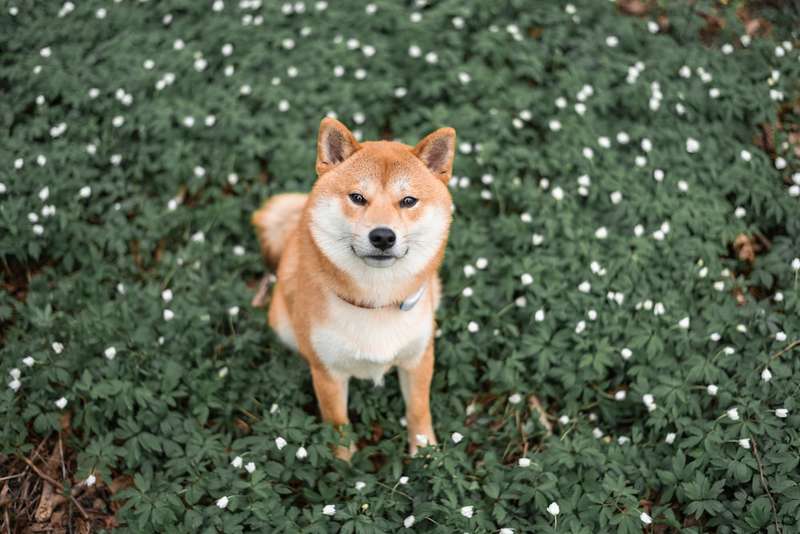 Shiba Inu: Charakter, Pflege & Haltung | Dogorama App