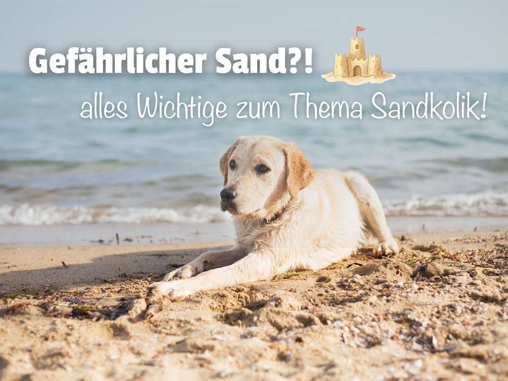 Sandkolik beim Hund: Symptome, Erste Hilfe & Strand-Tipps 🏖️🐾 