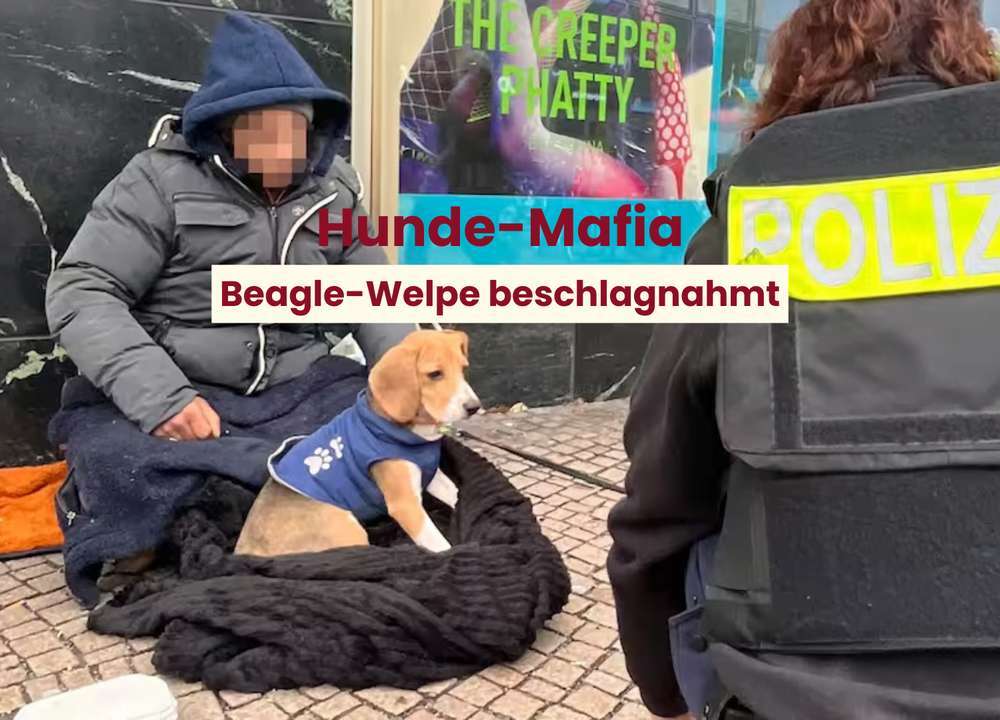 Blog-Die Masche der Hundemafia - Beagle für 400€ auf der Straße verkauft-Bild