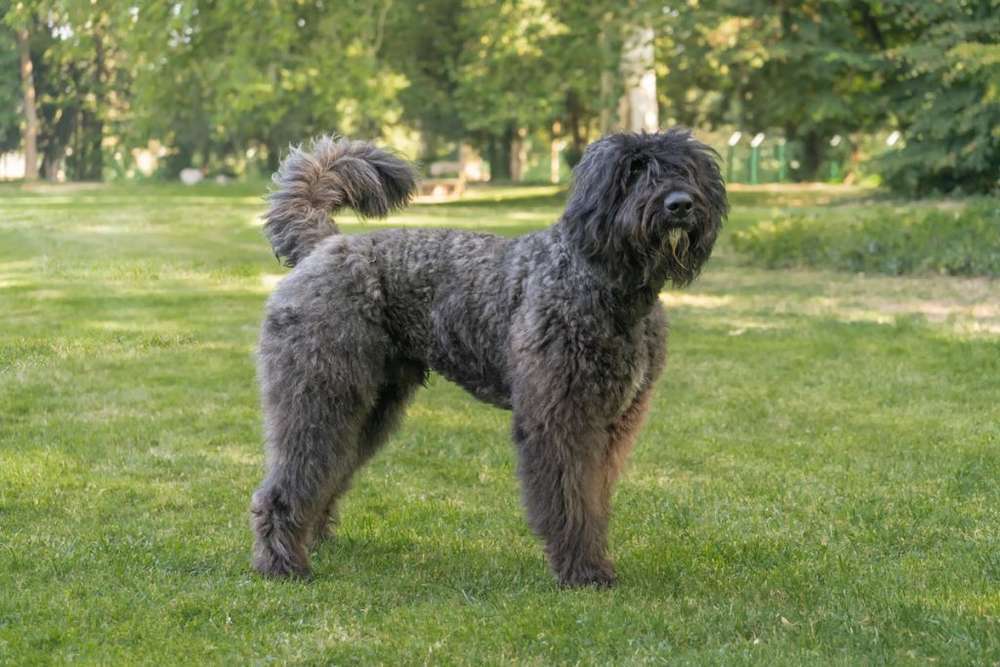 Hunderassen-Bouvier des Flandres-Bild