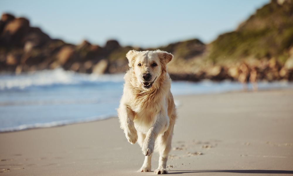 Hund rennt am Strand