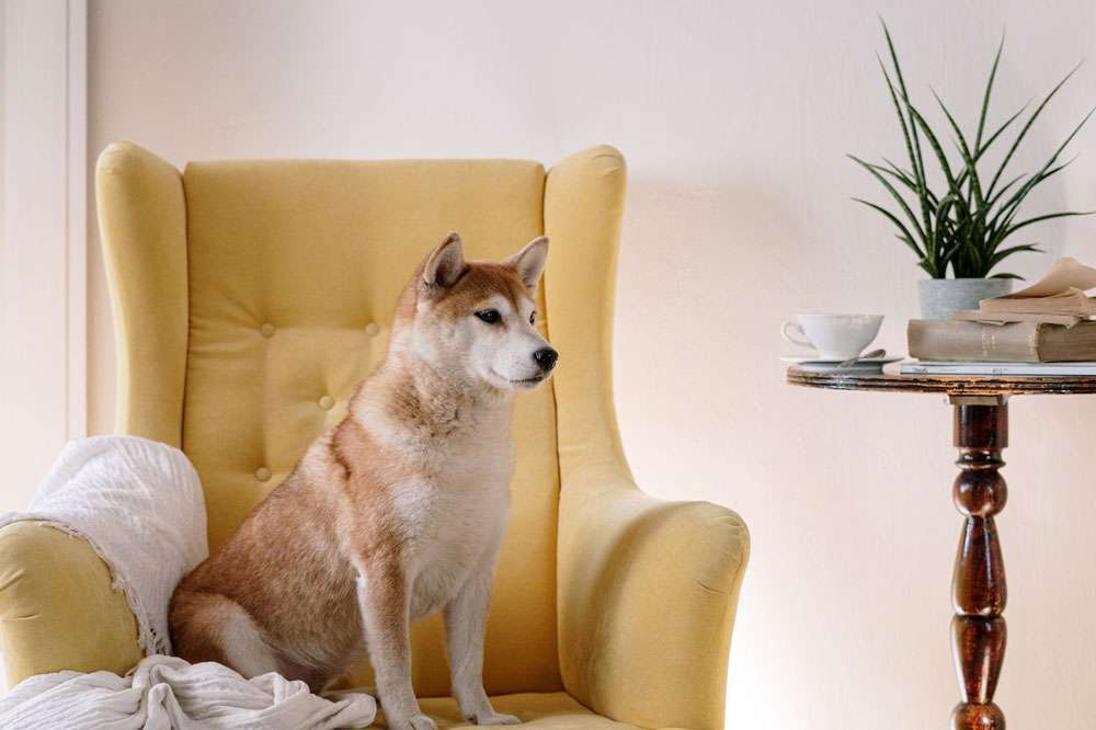 Blog-Giftige Zimmerpflanzen für Hunde: Was du wissen musst-Bild