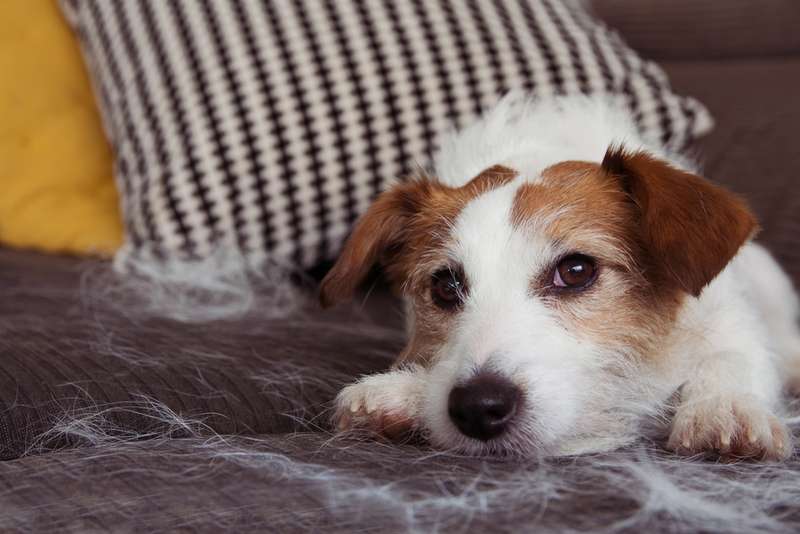 Jack Russell mit vielen losen Haaren