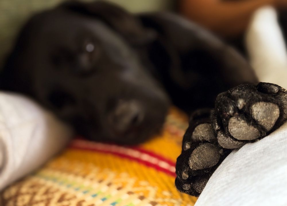 Salis Pfoten f&uuml;r den Vorher-Nachher-Vergleich in der Nahaufnahme
