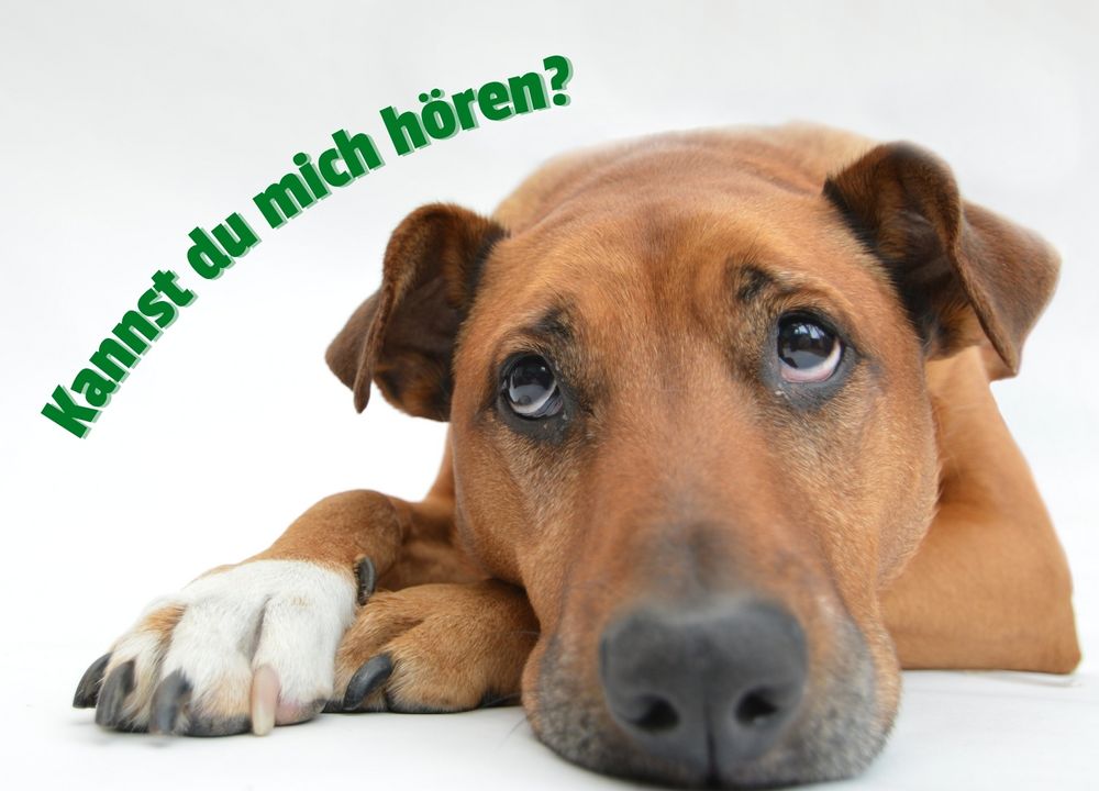 Hund liegt und schaut nach oben, Text auf Bild