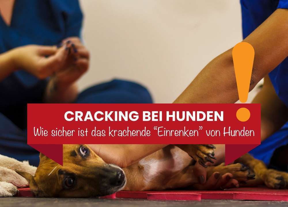 Blog-Vorsicht vor dem Trend: Cracking bei Hunden - Wie sicher ist das „Einrenken“ wirklich?-Bild