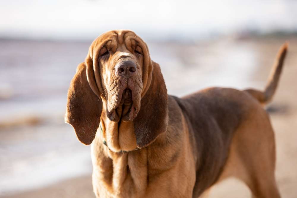 Hunderassen-Bloodhound-Bild