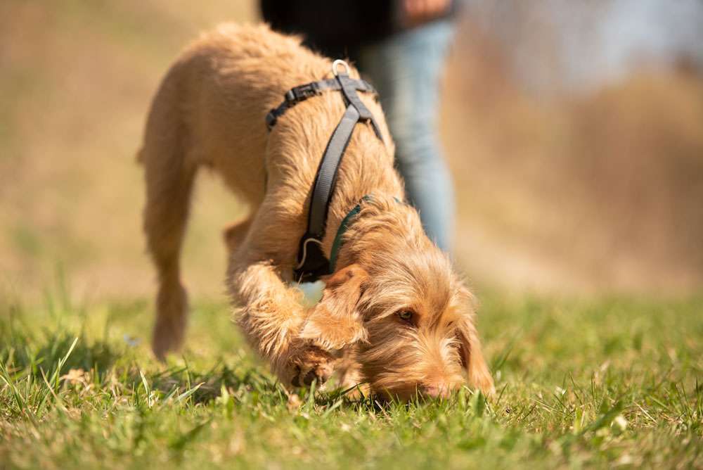 Blog-Wie du das richtige Hundegeschirr findest-Bild