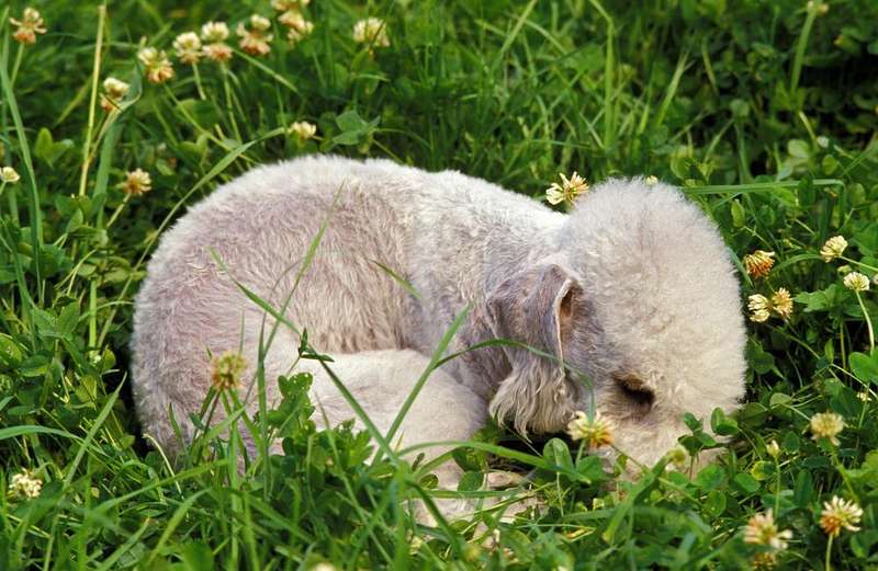 Bedlington Terrier