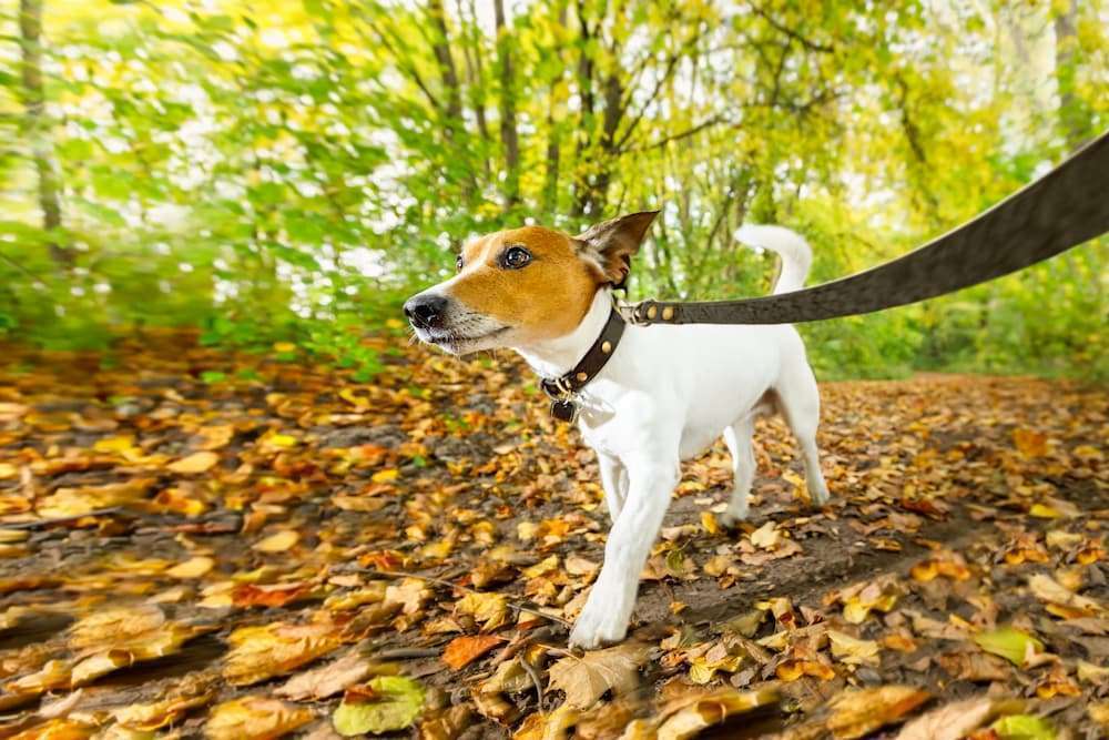 Blog-Leinenpflicht für Hunde während der Brut- und Setzzeit: Warum ist das so wichtig?-Bild