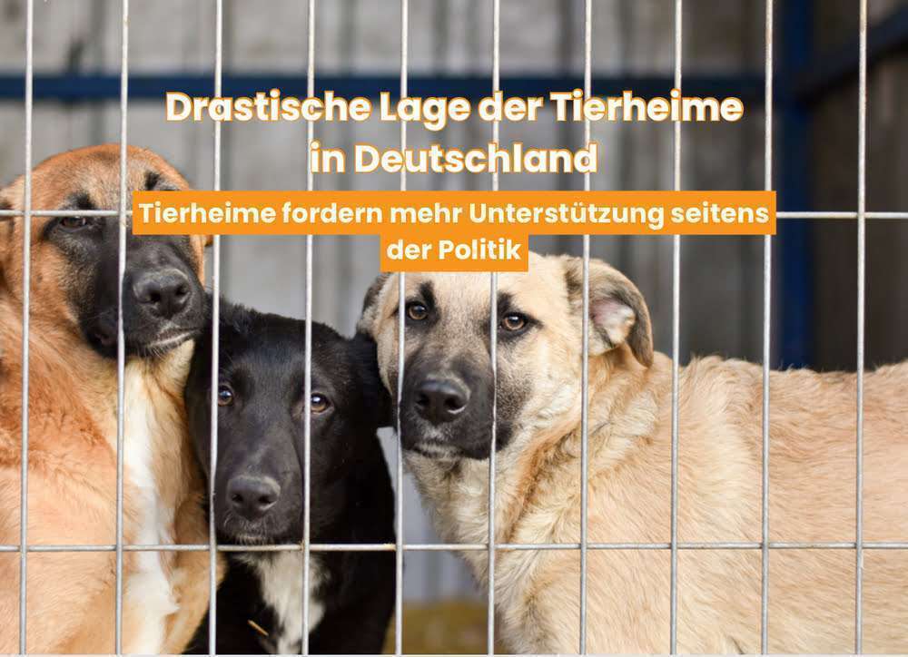 Blog-Tierheime in Deutschland: Überfüllt und unterfinanziert – Sollte Politik eingreifen?-Bild