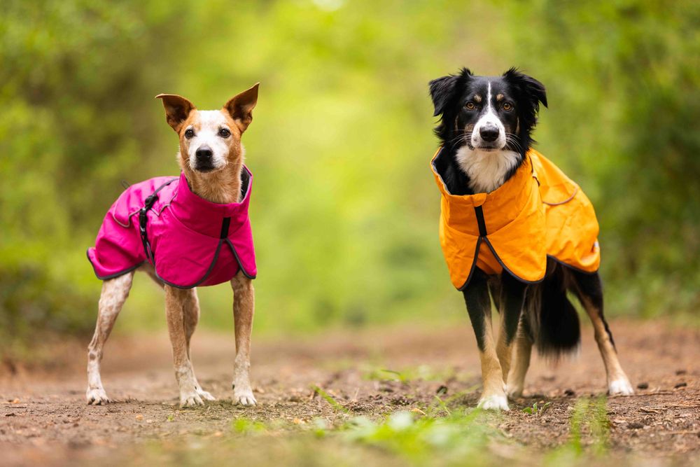 Cape Drizzle von WOLTERS in orange und magenta an zwei Hunden