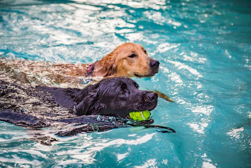 Zwei Labradore schwimmen