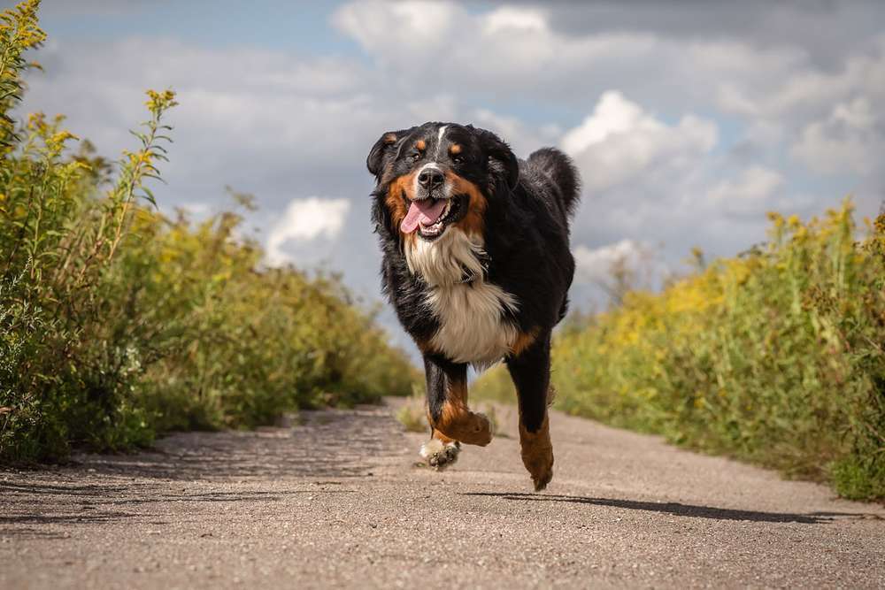Hunderassen-Berner Sennenhund-Bild