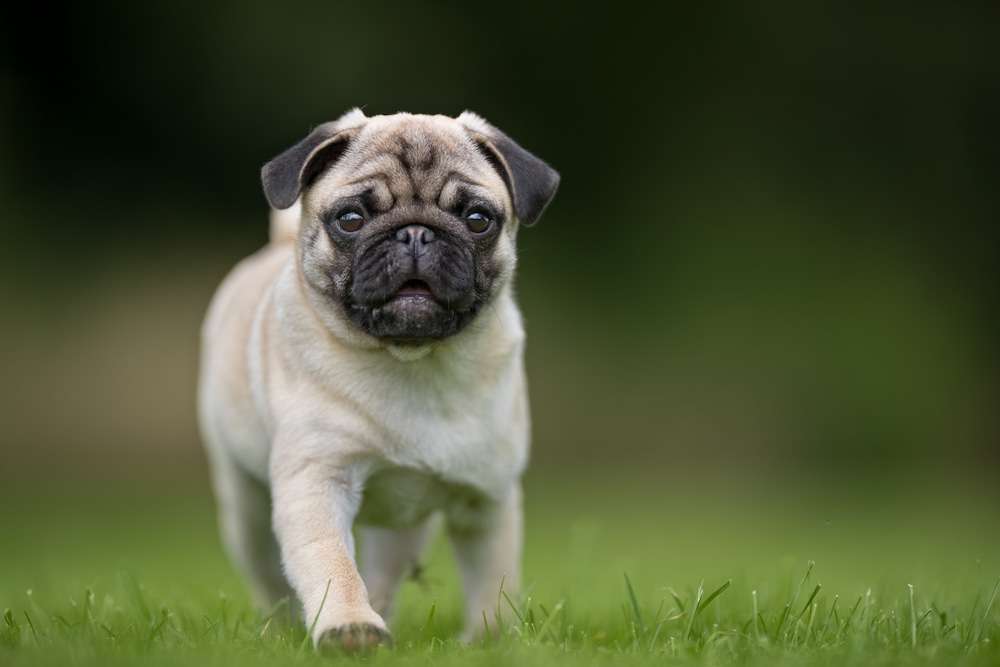 Blog-Qualzucht bei Hunden - was bedeutet das eigentlich?-Bild