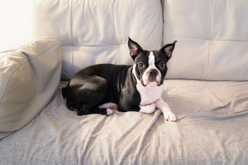 Hunderassen-Boston Terrier-Bild