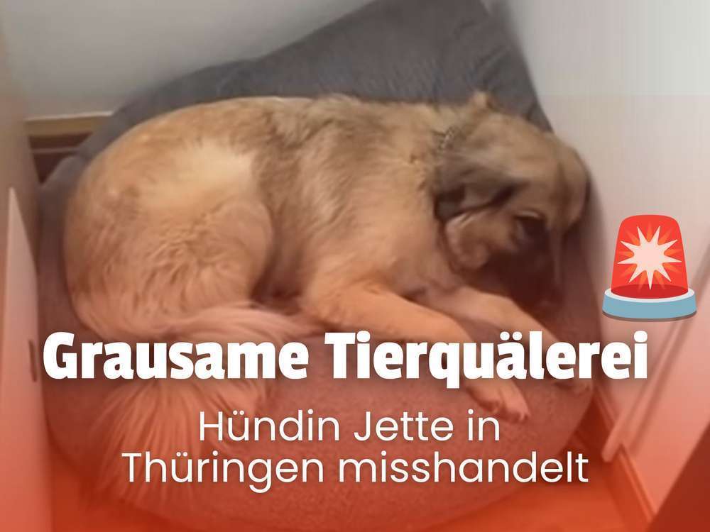 Fall Jette in Thüringen: Grausame Tierquälerei schockiert Hundeeltern 🚨😣