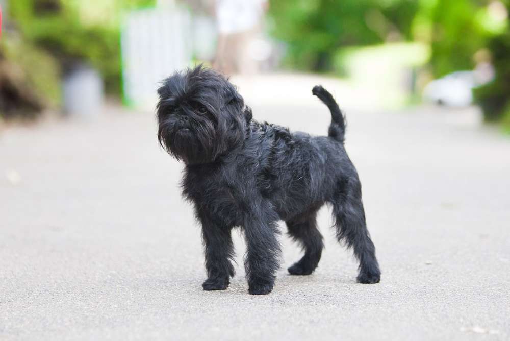 Hunderassen-Affenpinscher-Bild