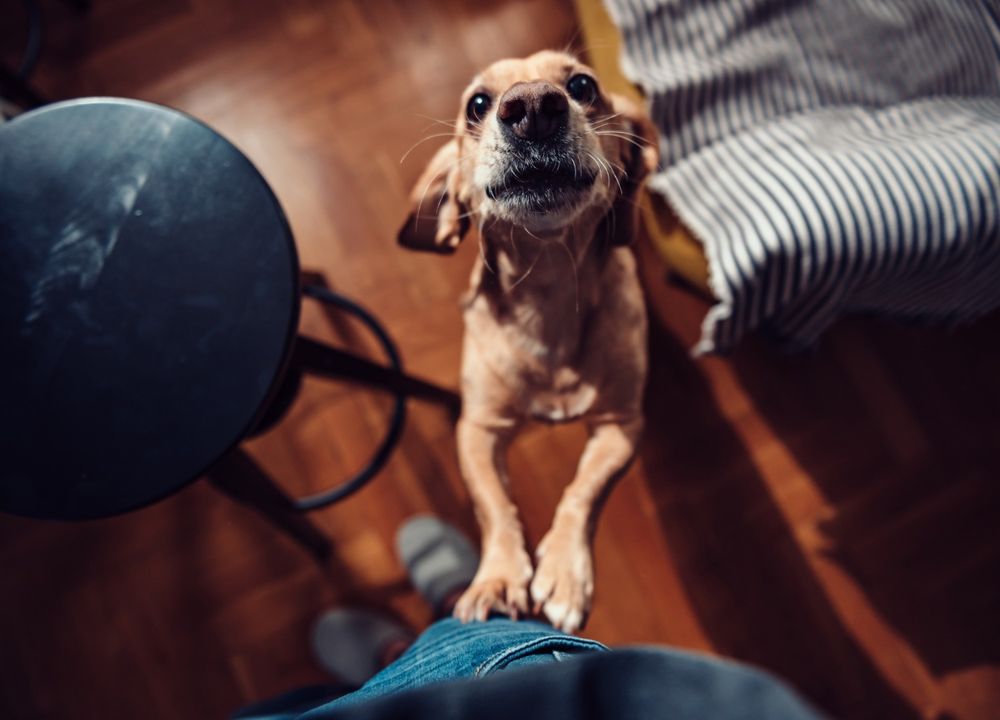 Hund steht auf den Hinterbeinen und stützt sich am Menschen ab