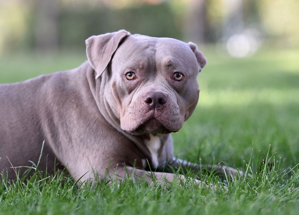 American Bully liegt auf einer Wiese