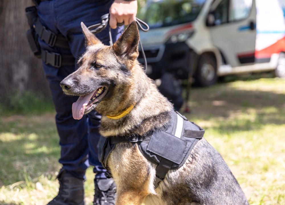 Polizeihund