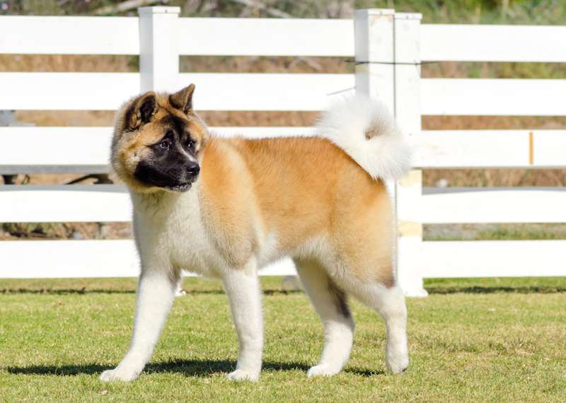 American Akita