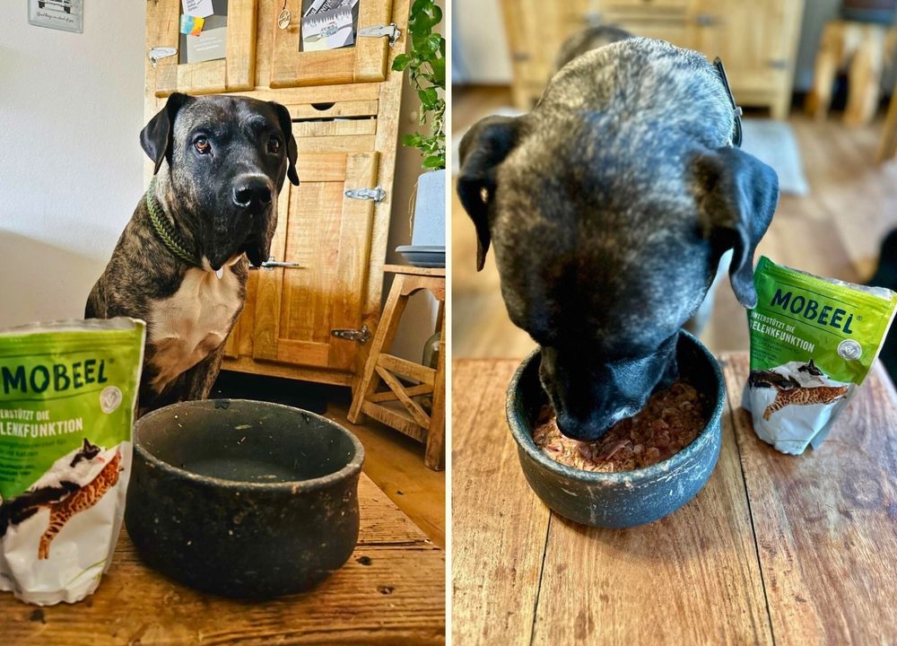 Hund Buddy mit Mobeel - zwei Bilder