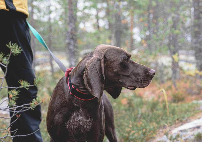 Deutsch Kurzhaar an der Leine im Wald