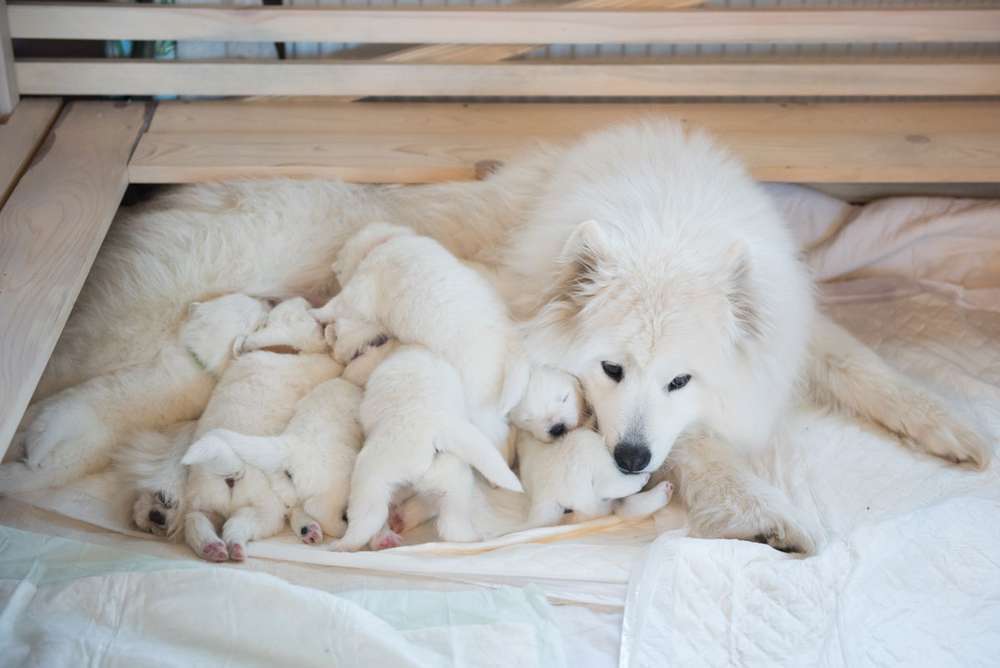 Blog-Mit unseren Tipps einfach seriöse Hundezüchter finden-Bild