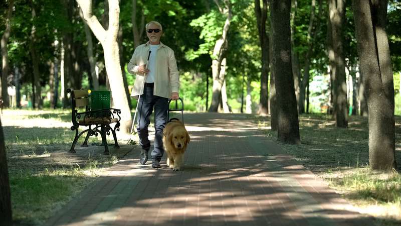 Blindenführhund führt Mann durch den Park