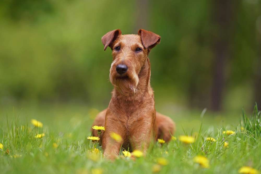 Hunderassen-Irish Terrier-Bild