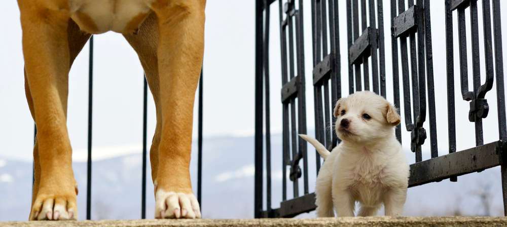Blog-Welpe oder erwachsener Hund? Der ultimative Leitfaden zur Hundeanschaffung-Bild