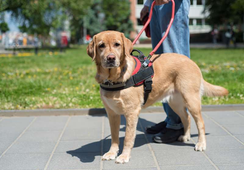 Blindenführhund Nahaufnahme