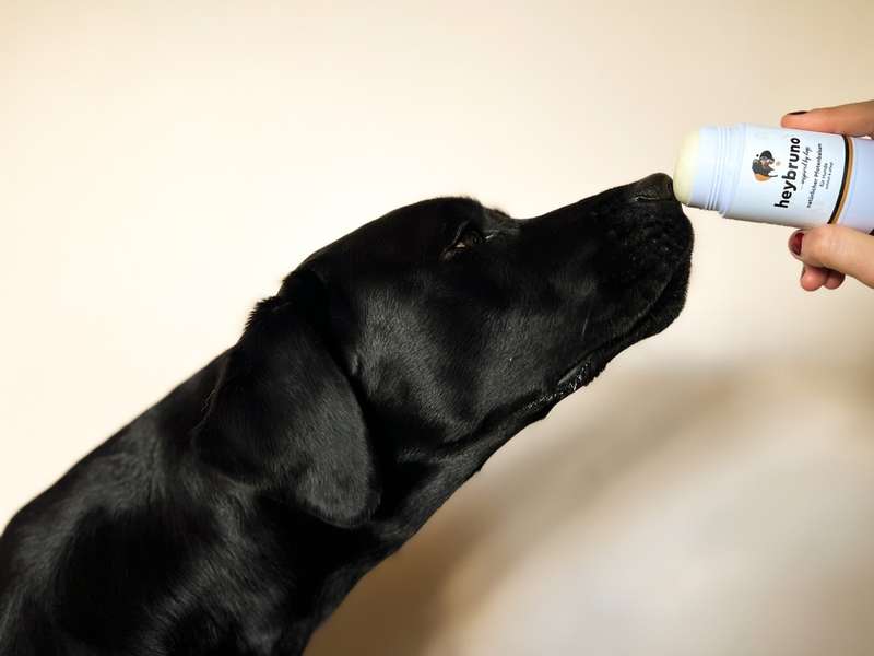 Pfotenbalsam wird auf die Nase aufgetragen 