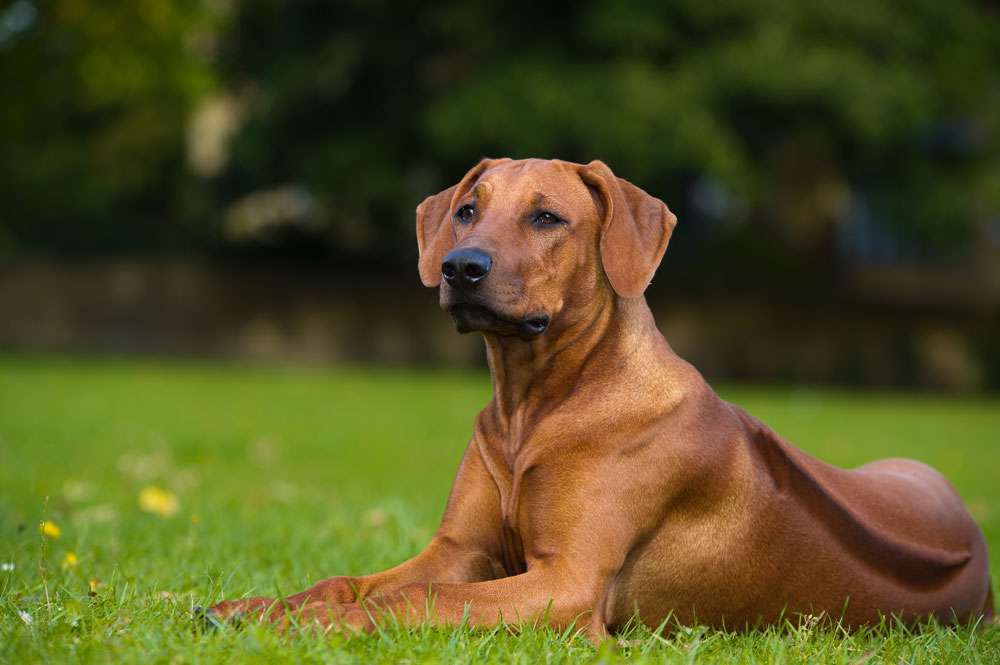 Hunderassen-Rhodesian Ridgeback -Bild