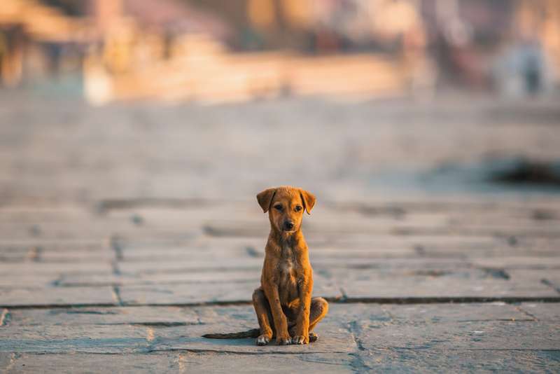 Einsamer Hund auf der Straße