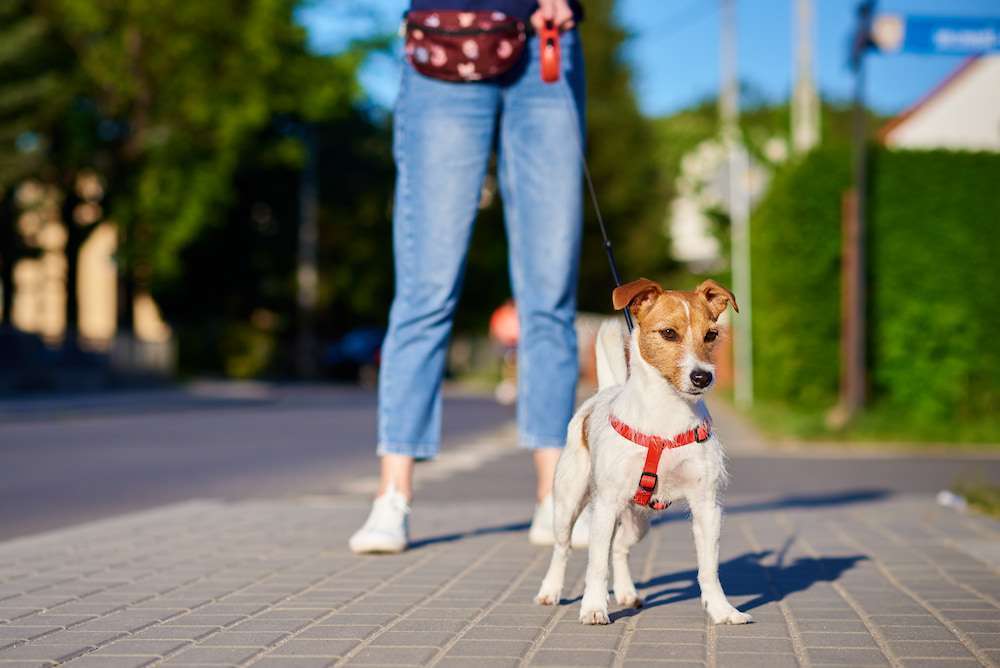Blog-Hände weg von meinem Hund - Warum Hunde nicht ungefragt gestreichelt werden sollen-Bild
