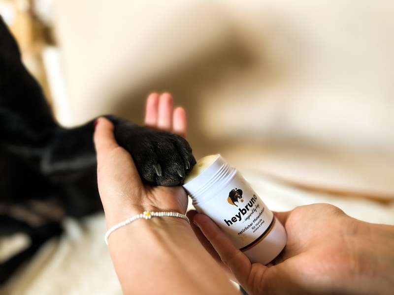 Hundepfote wird mit dem Pfotenbalsam eingeschmiert