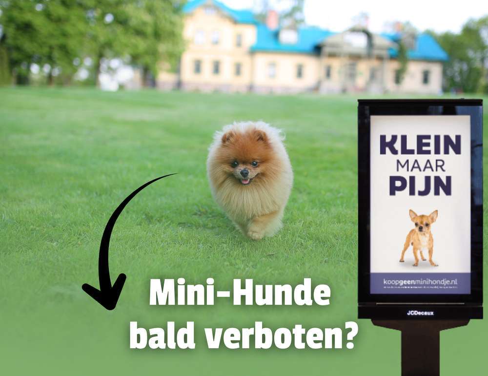 Blog-🐾 Minihunde unter 3 kg bald verboten? – Warum die niederländische Kampagne „Klein maar pijn“ zur Diskussion anregt-Bild
