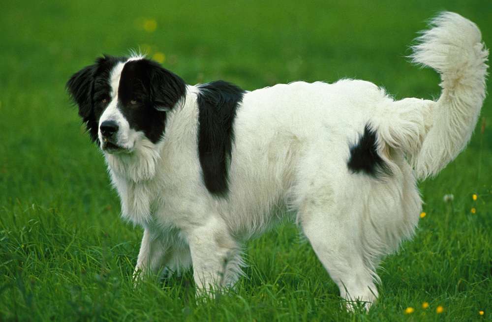 Hunderassen-Landseer-Bild