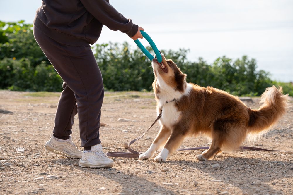 Bild von spielendem Hund am Strand