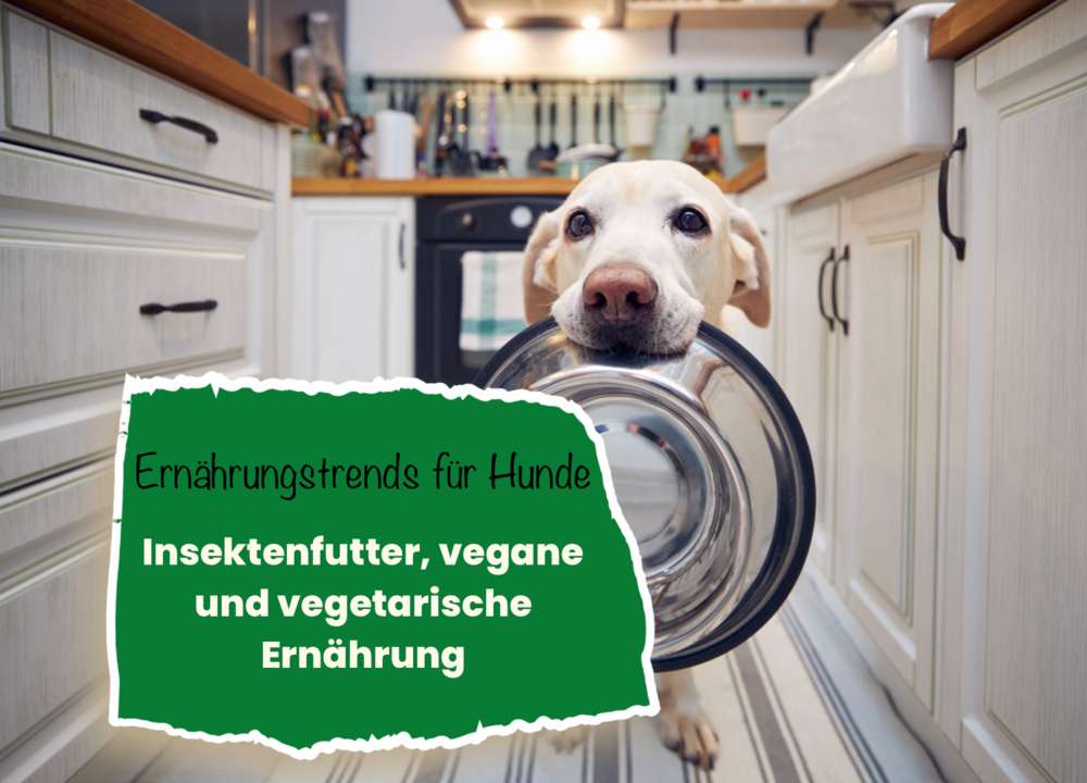 Blog-Ernährungstrends für Hunde: Was du über Insektenfutter, vegane und vegetarische Ernährung wissen solltest-Bild