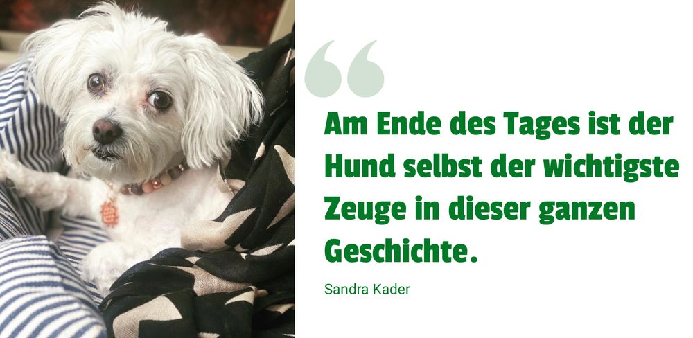 Banner6: Vegane Ern&auml;hrung bei Hunden
