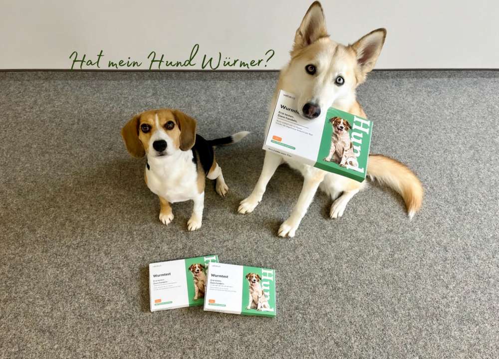 Blog-Hat mein Hund Würmer? Wurmtests bequem von zuhause aus mit vetevo -Bild